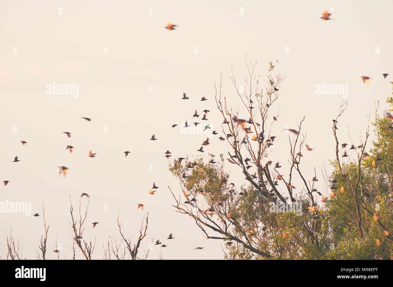 Birds migration flock tree hires stock photography and images Alamy