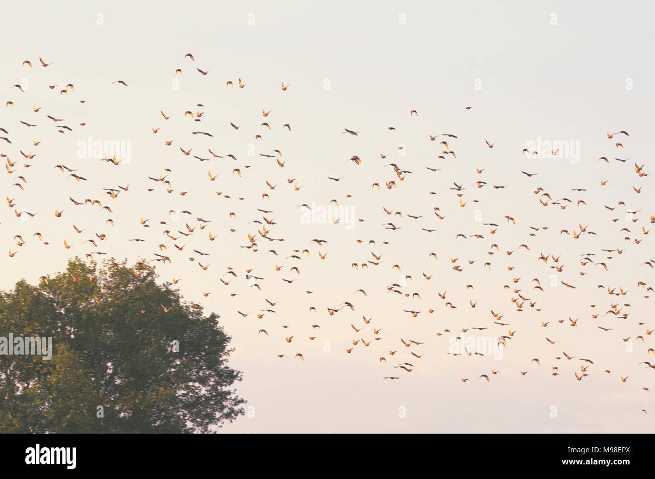Flock of Birds Flying to the Tree Stock Photo