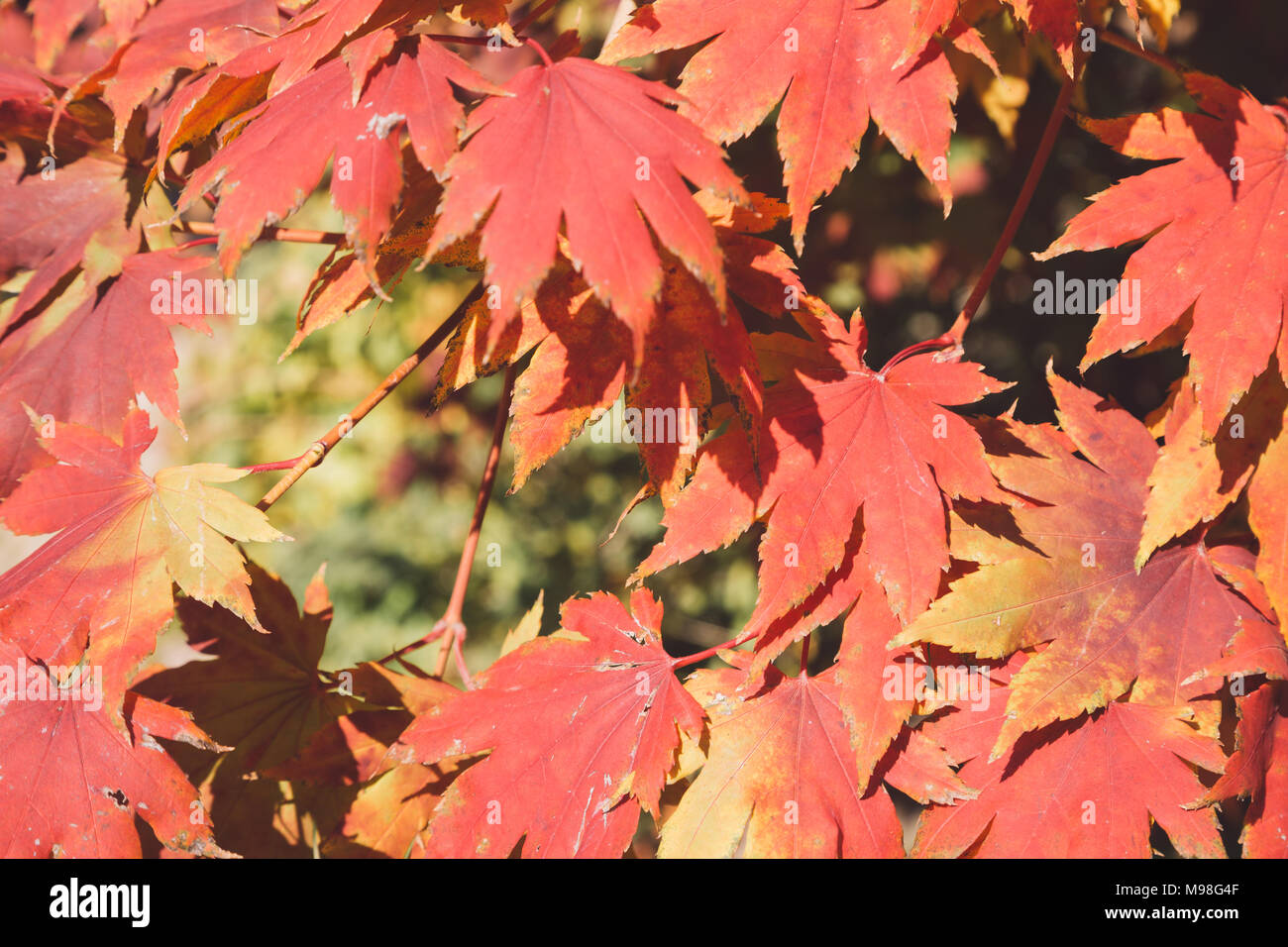 Autumn maple leaves background Stock Photo - Alamy