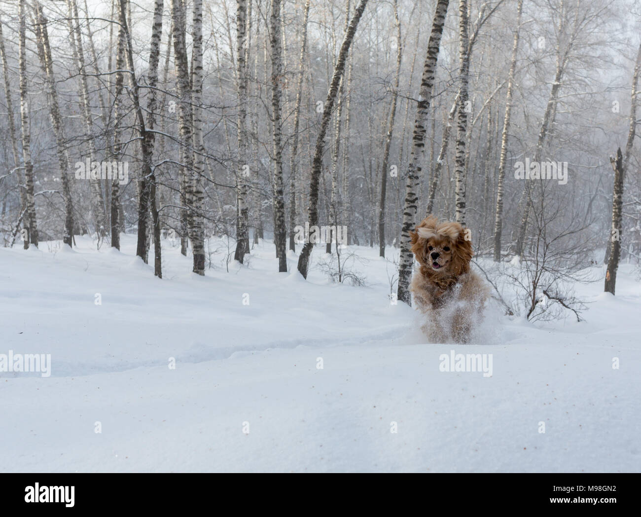 English cocker spaniel dog portrait in winter. Stock Photo