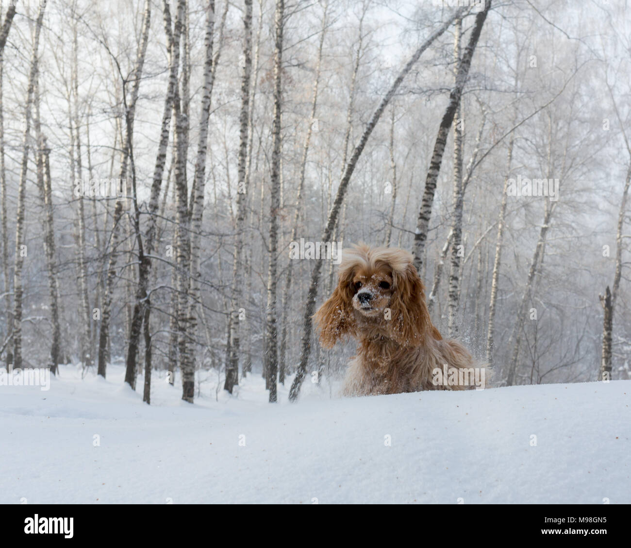 English cocker spaniel dog portrait in winter. Stock Photo