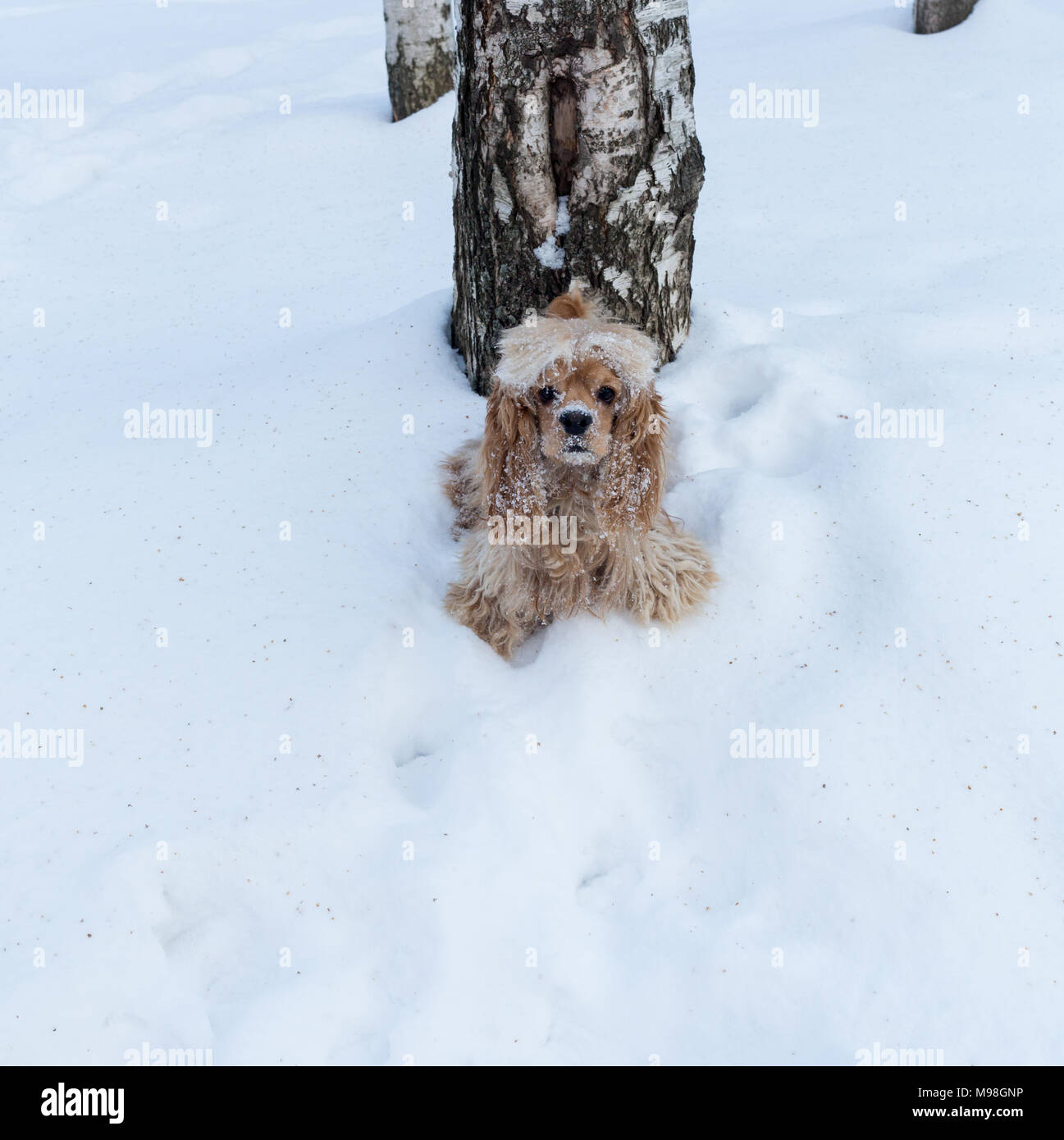 English cocker spaniel dog portrait in winter. Stock Photo