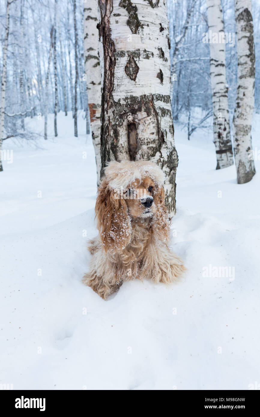 English cocker spaniel dog portrait in winter. Stock Photo