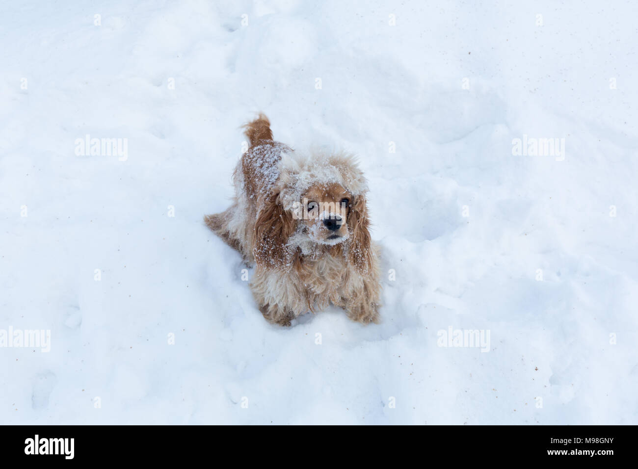 English cocker spaniel dog portrait in winter. Stock Photo