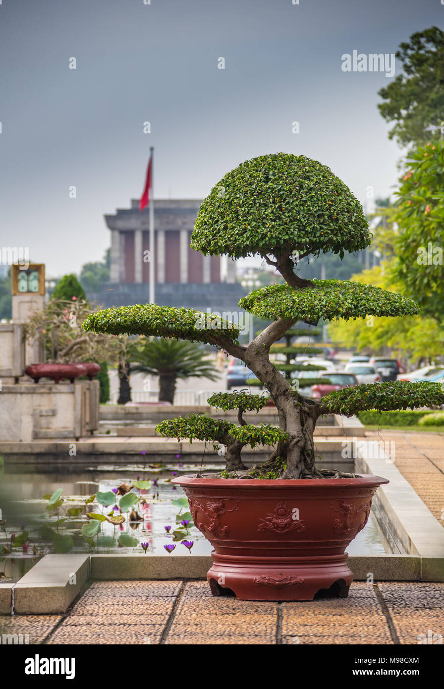 Japanese art form using trees, Bonsai, on the gold background Stock
