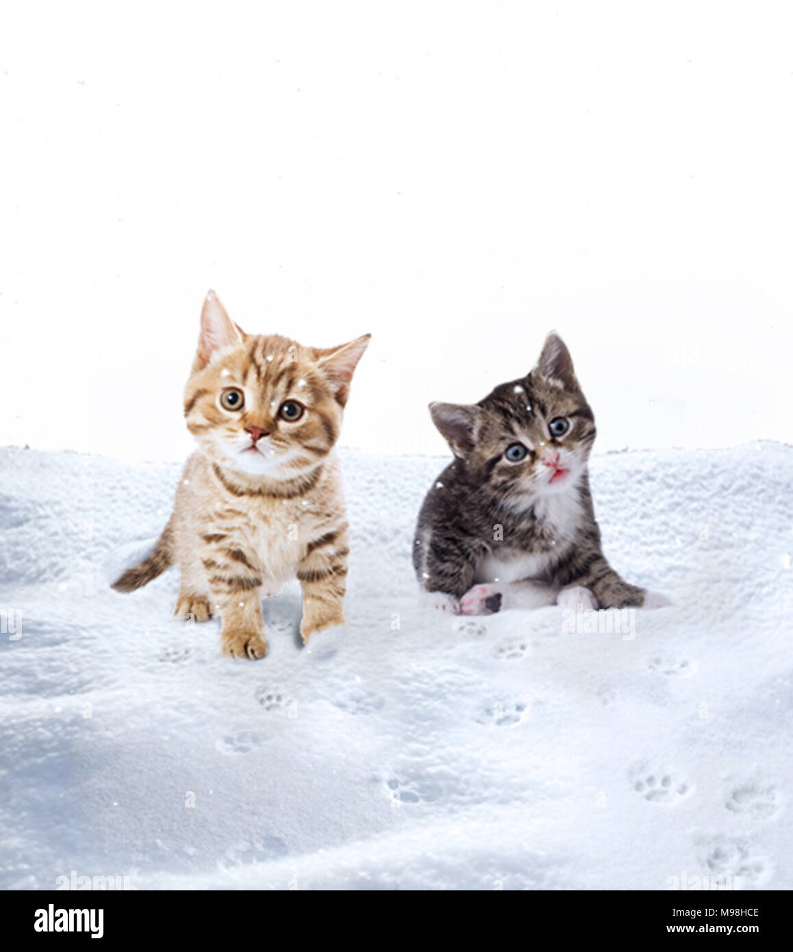 cats playing in the snowfall Stock Photo Alamy