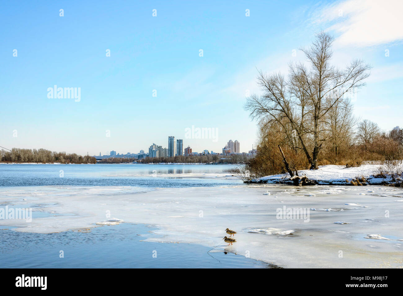 View of willow trees and poplars close to the frozen Dnieper River in Kiev during winter. High buildings in the background. Stock Photo