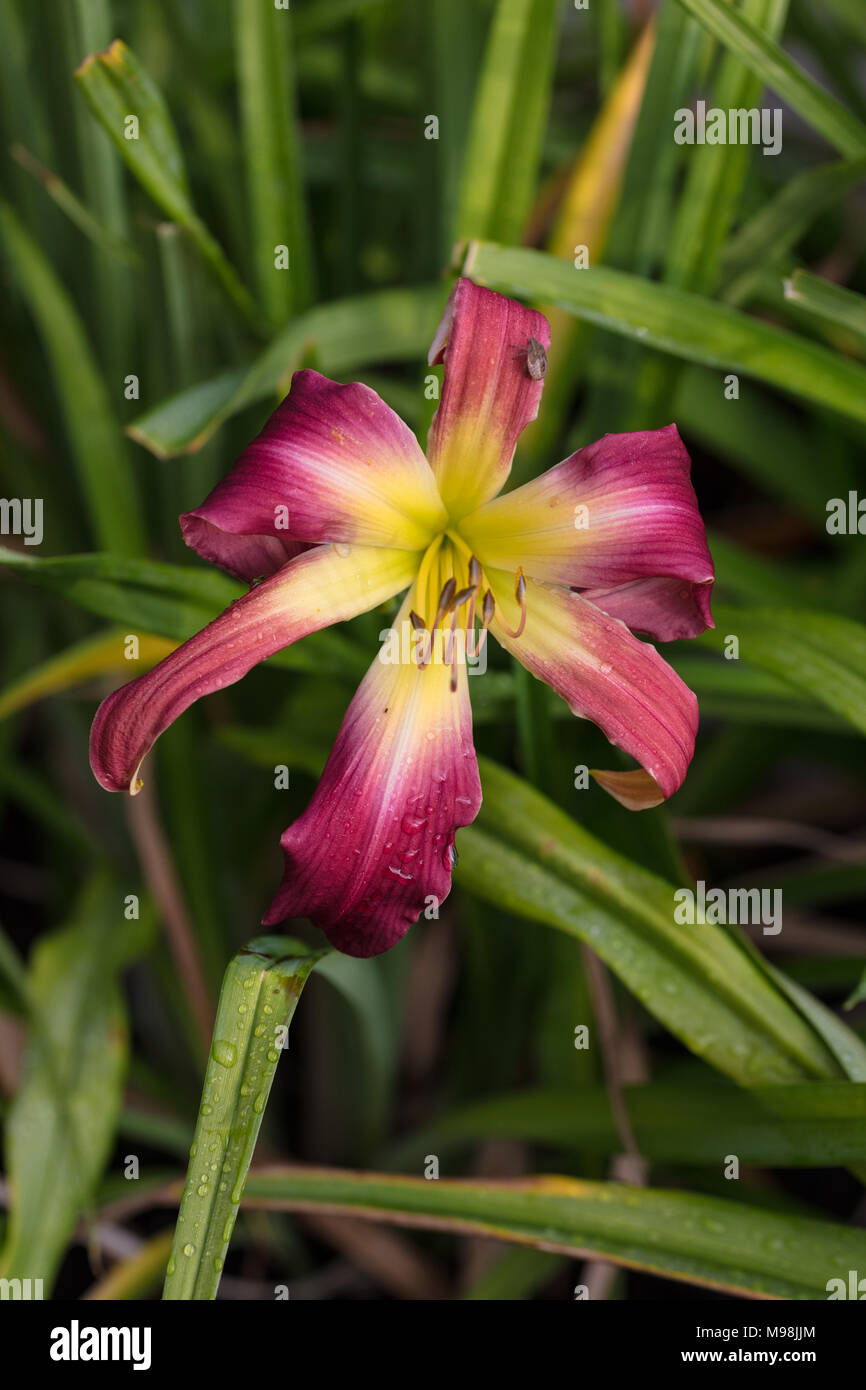 Stonehills Wild Child Daylily Daglilja Hemerocallis Stock Photo