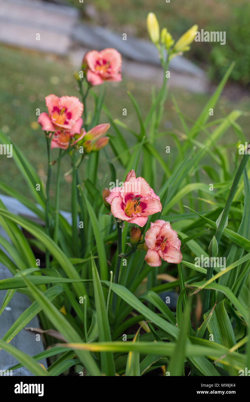 'Strawberry Candy' Daylily, Daglilja (Hemerocallis Stock Photo Alamy