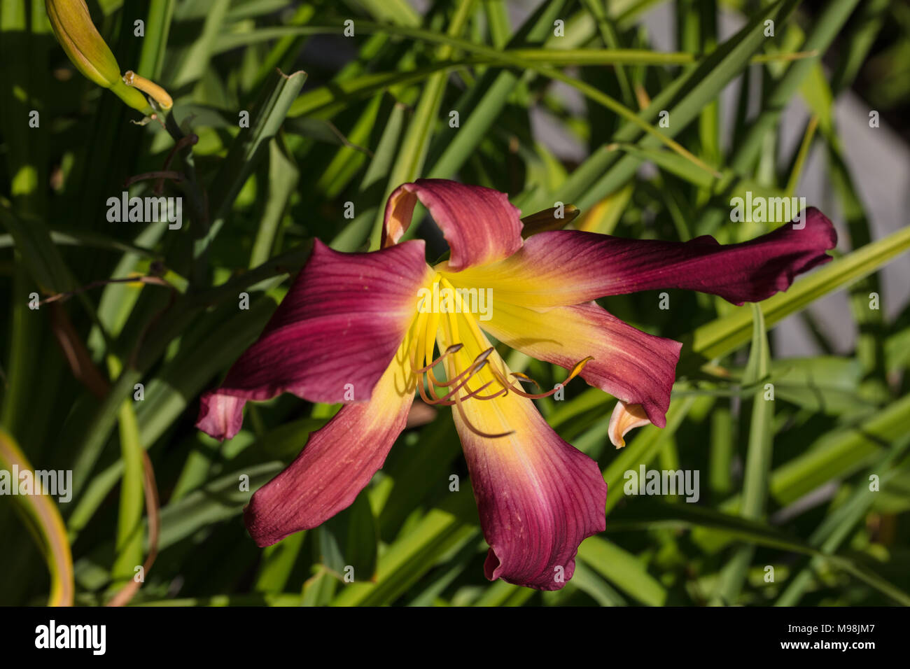 'Stonehill's Wild Child' Daylily, Daglilja (Hemerocallis Stock Photo ...