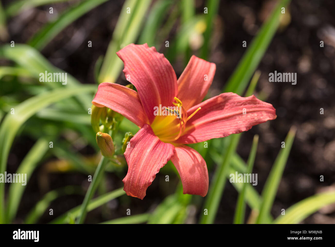 ‘Pink Damask’ Daylily, Daglilja (Hemerocallis Stock Photo - Alamy