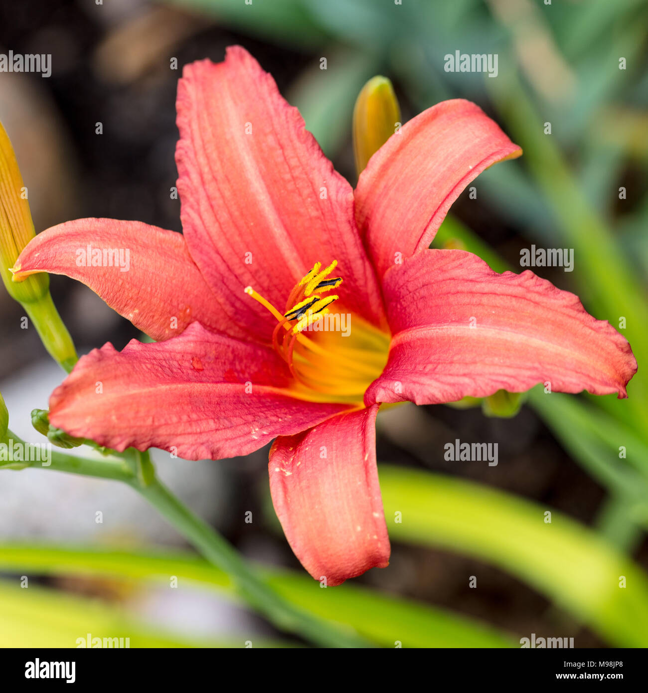 ‘Pink Damask’ Daylily, Daglilja (Hemerocallis Stock Photo - Alamy