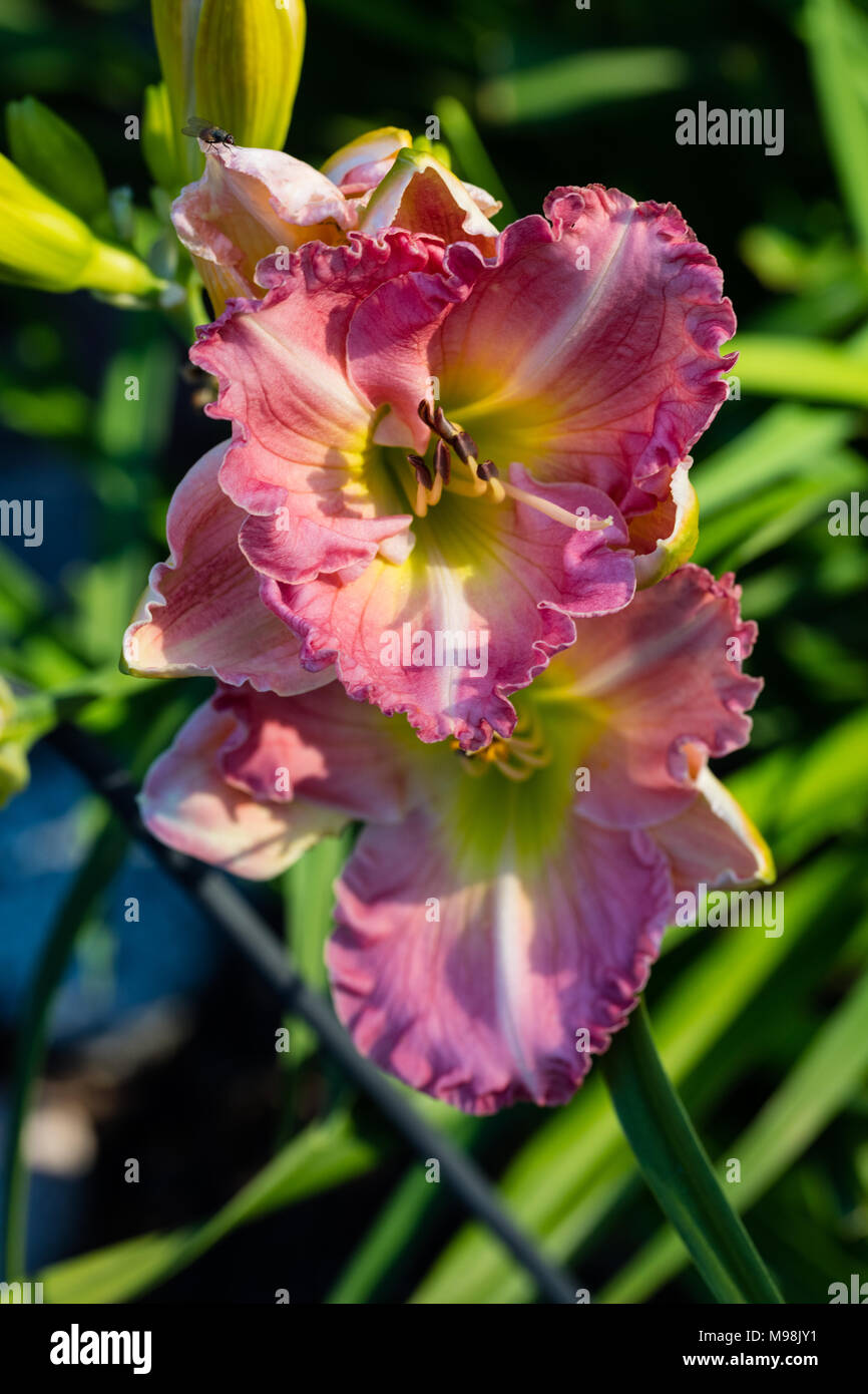 'Pink Flirt' Daylily, Daglilja (Hemerocallis) Stock Photo