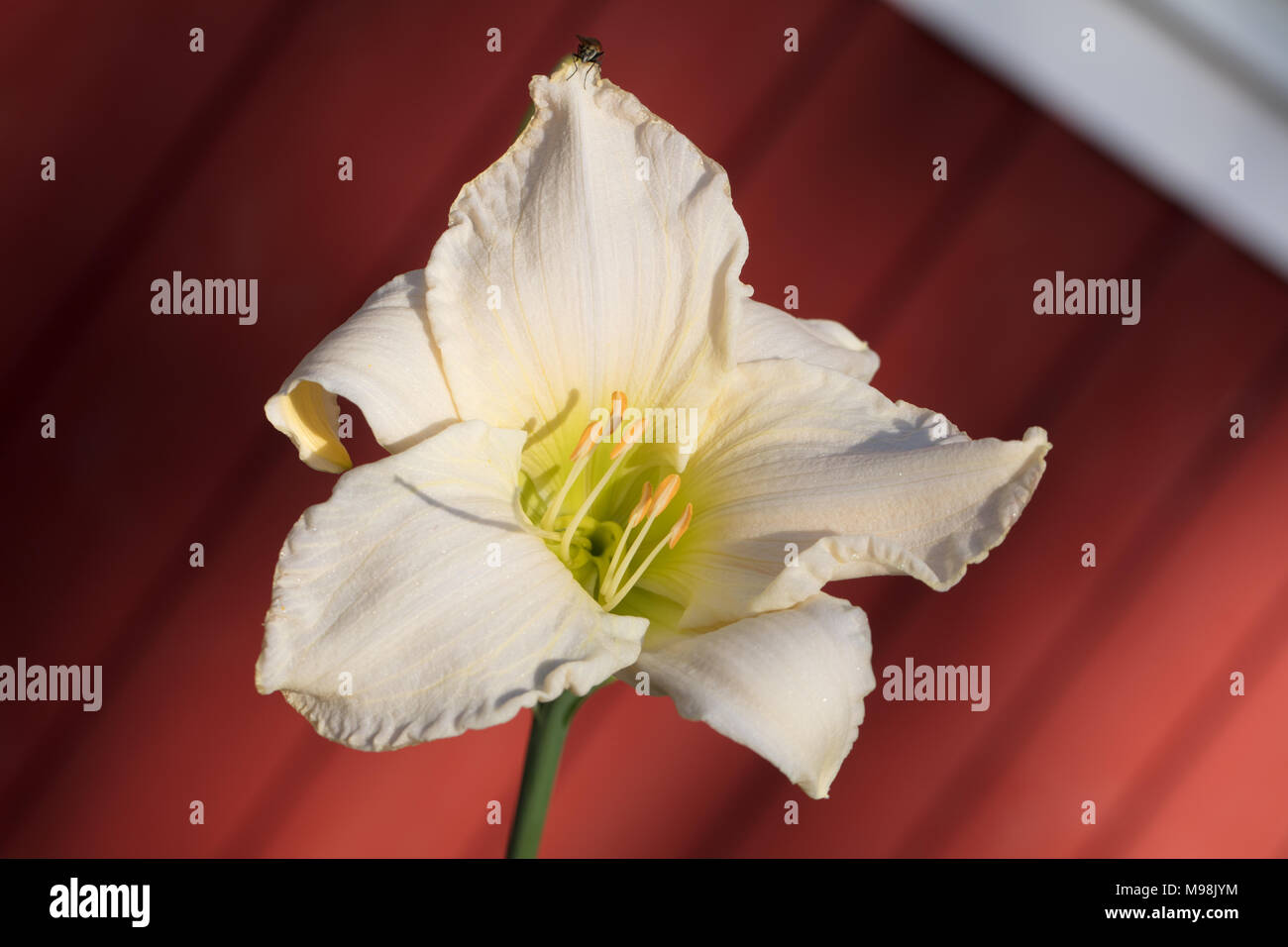 'Serene Madonna' Daylily, Daglilja (Hemerocallis) Stock Photo