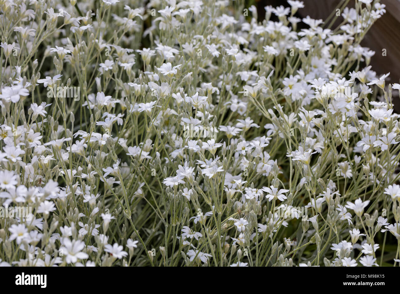 Snow-in-summer, Silverarv (Cerastium tomentosum) Stock Photo