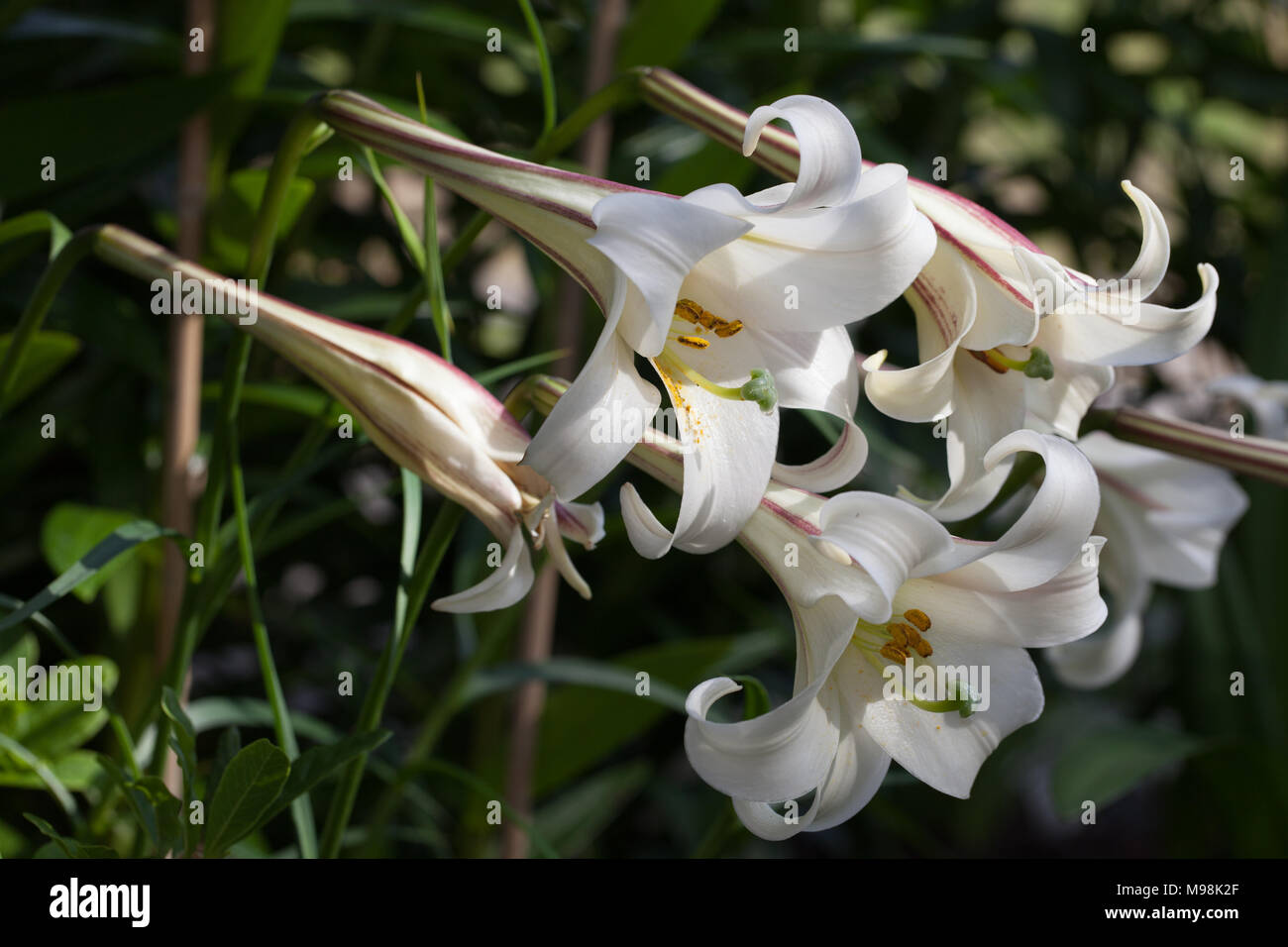 Formosa Lily, Basunlilja (Lilium formosanum) Stock Photo