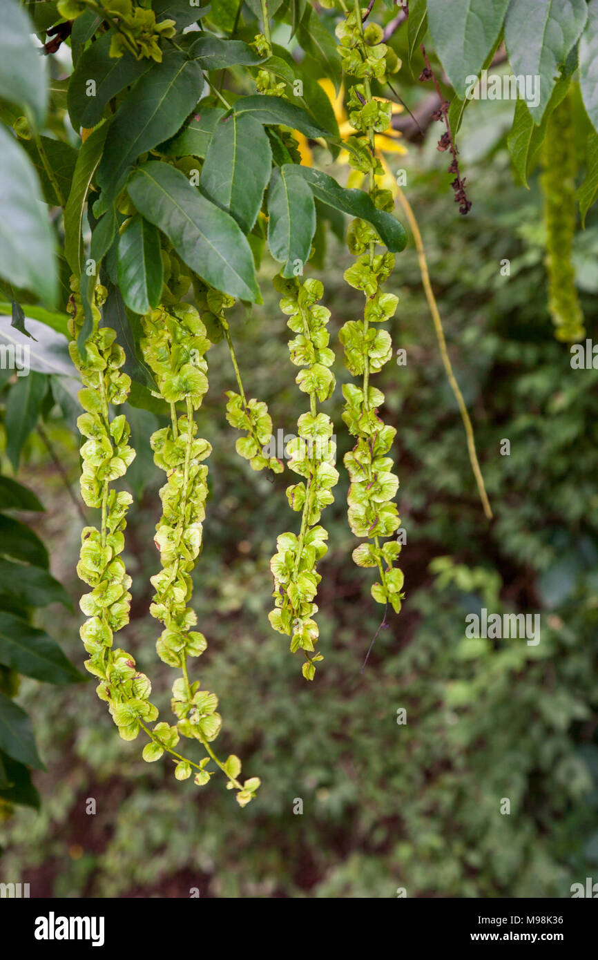 Caucasian wingnut, Kaukasisk vingnöt (Pterocarya fraxinifolia) Stock Photo