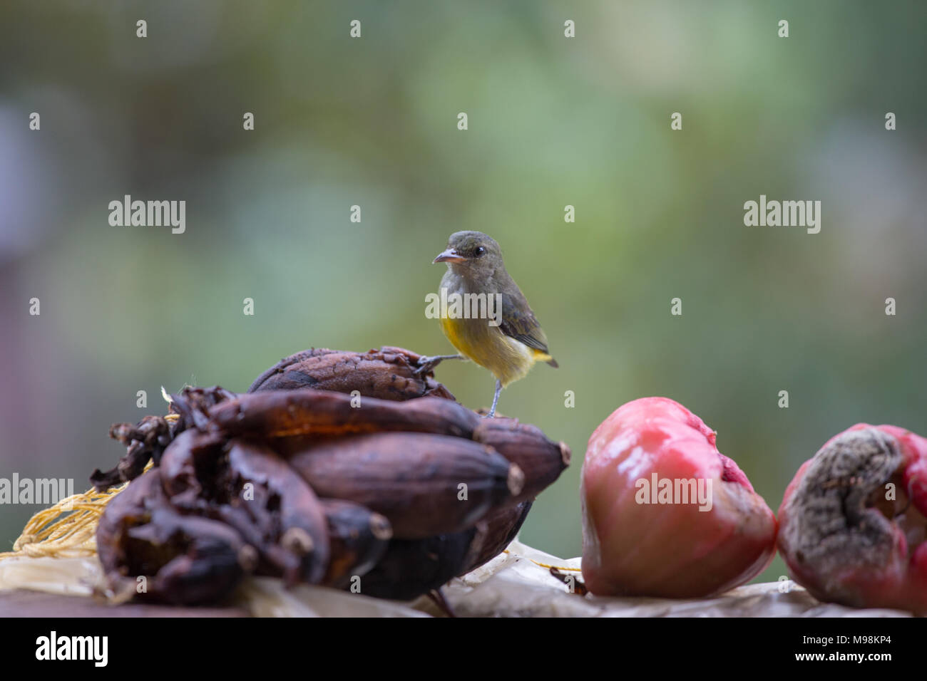A female orange bellied flowerpecker ( dicaeum trigonostigma) attracted by rotting bananas and fruit in Sabah Malaysian Borneo Stock Photo