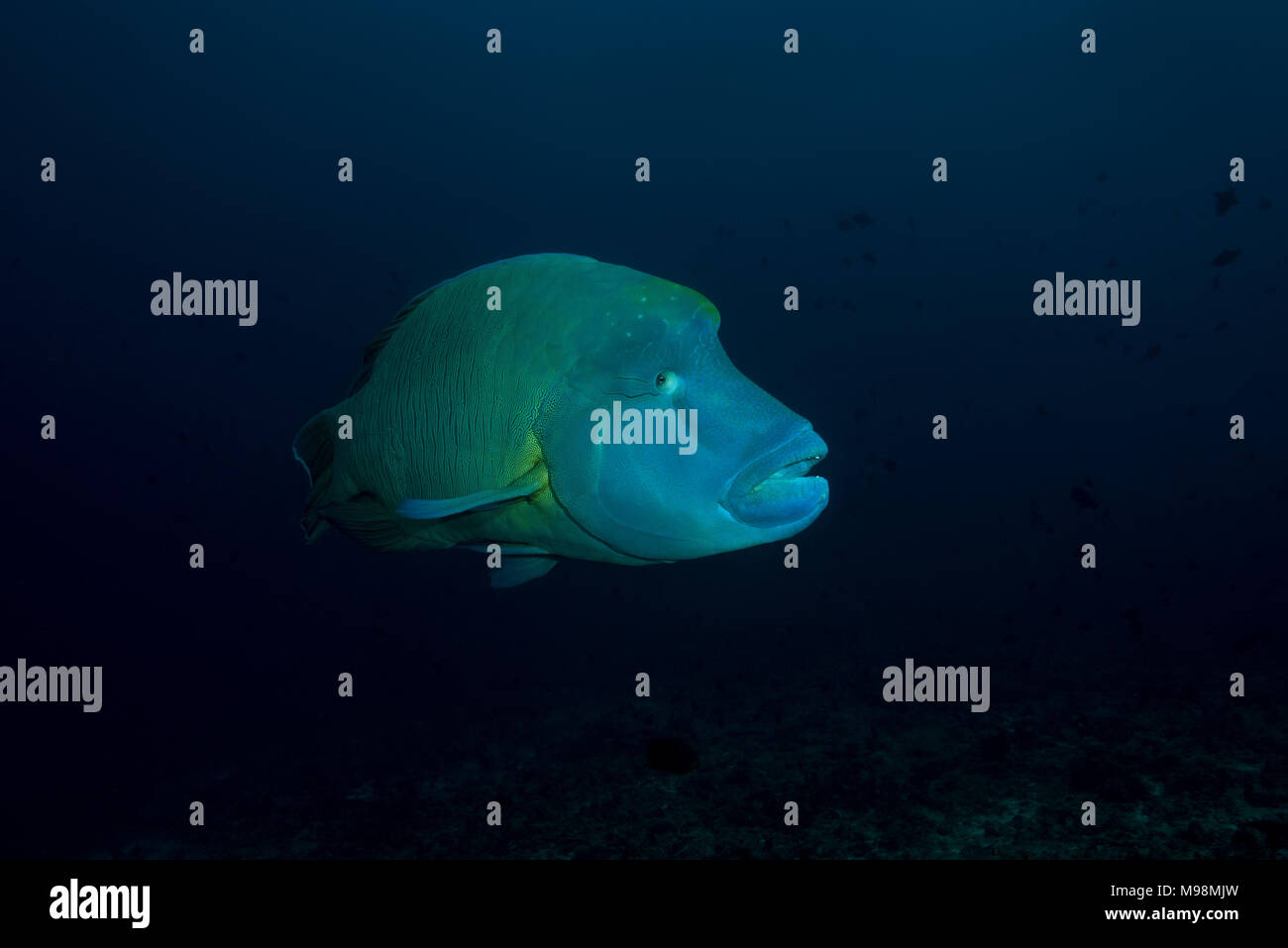 Humphead Wrasse or Napoleonfish (Cheilinus undulatus) swim in th blue water Stock Photo