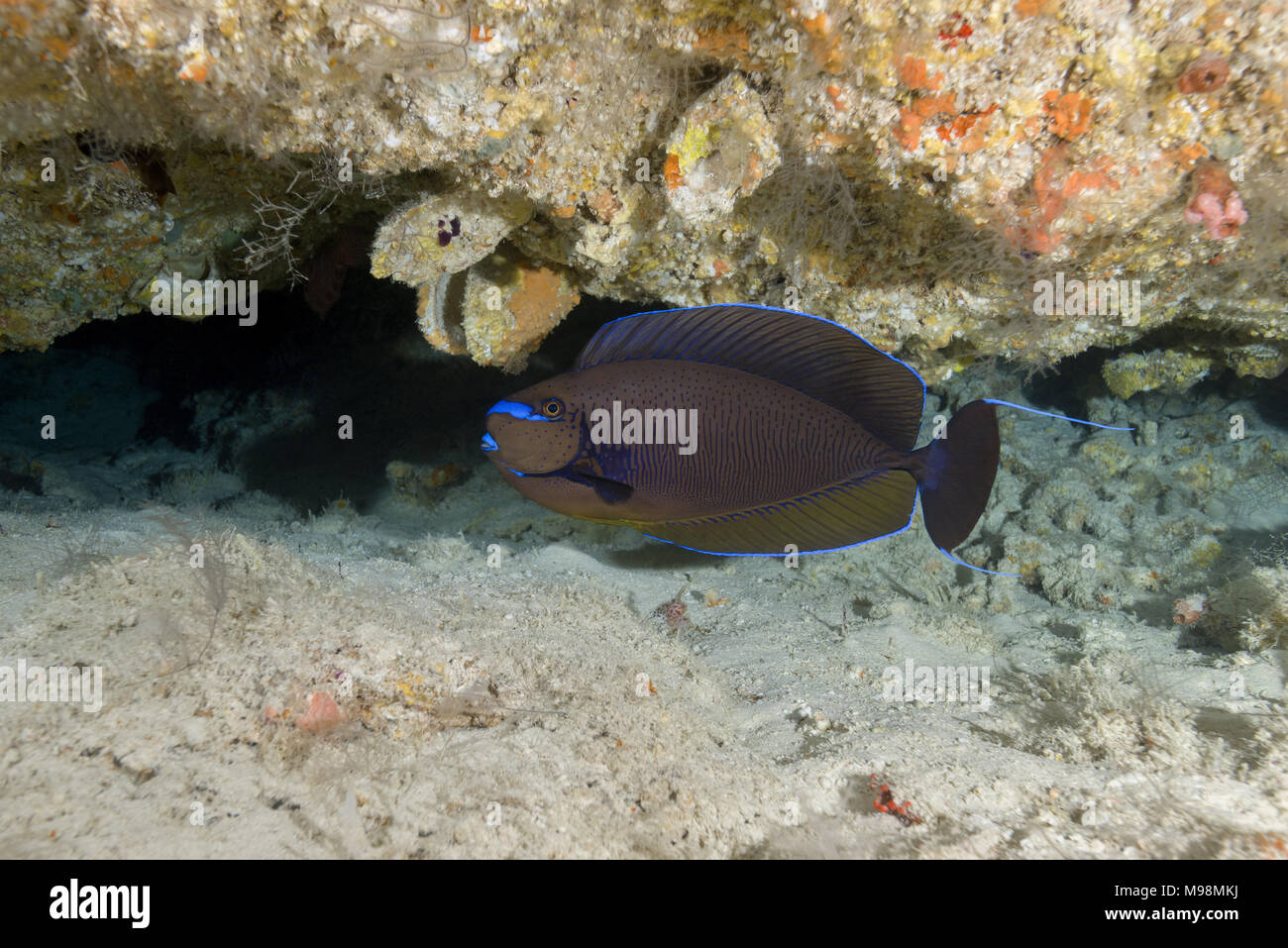 Bignose Unicornfish (Naso vlamingii) under coral Stock Photo