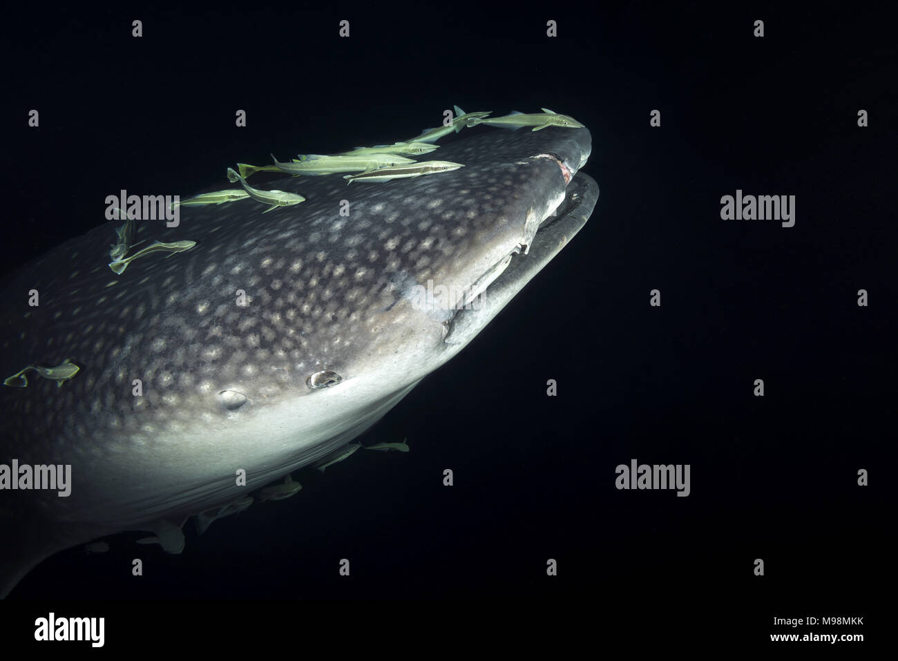 Portrait of the Whale Shark (Rhincodon typus) with school of suckerfish in the night Stock Photo