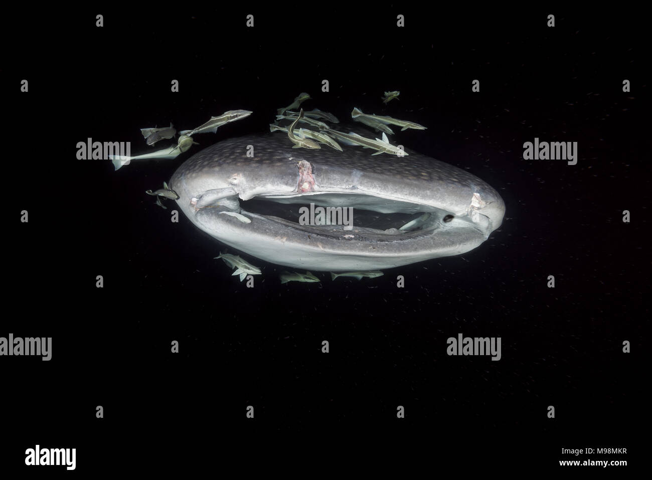 Portrait of the Whale Shark (Rhincodon typus) filter-feeding plankton in the night Stock Photo