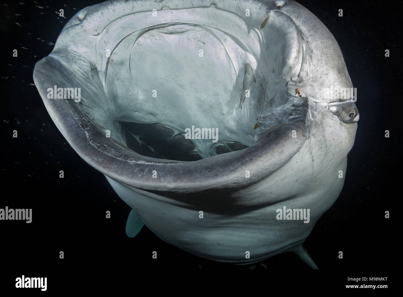 Portrait of the Whale Shark (Rhincodon typus) feeding krill in the night Stock Photo