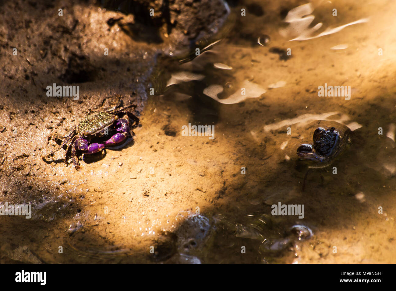 Crabs are living in mangroves.The condition of mangrove ecosystems ... Biology Diagrams