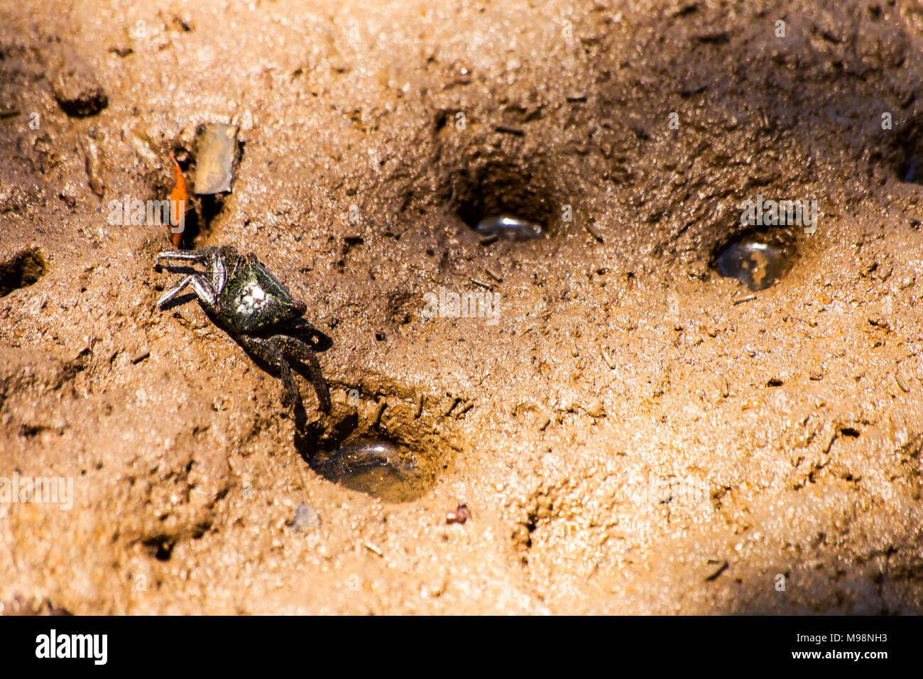 Crabs are living in mangroves.The condition of mangrove ecosystems ... Biology Diagrams