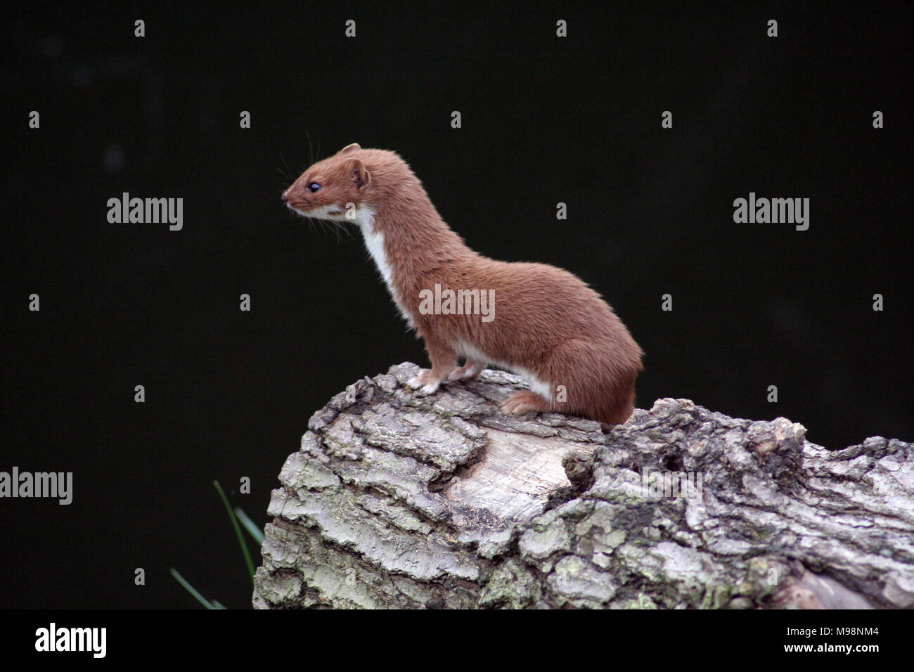 Weasels, Mustela nivalis, are related to stoats and are found across the UK, Europe& Asia. A ferocious hunter it is known folklore from England to Jap Stock Photo