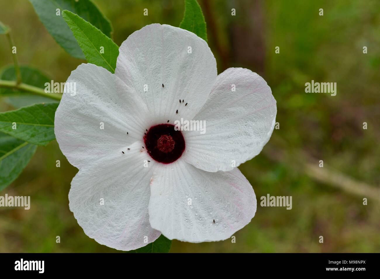 White hibiscus like flowers growing in the australian bush, big Crystal Creek QLD 4816, Paluma