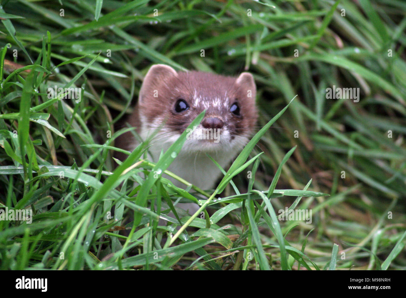 The stoat (or Weasel as it is called in the US) is different to the