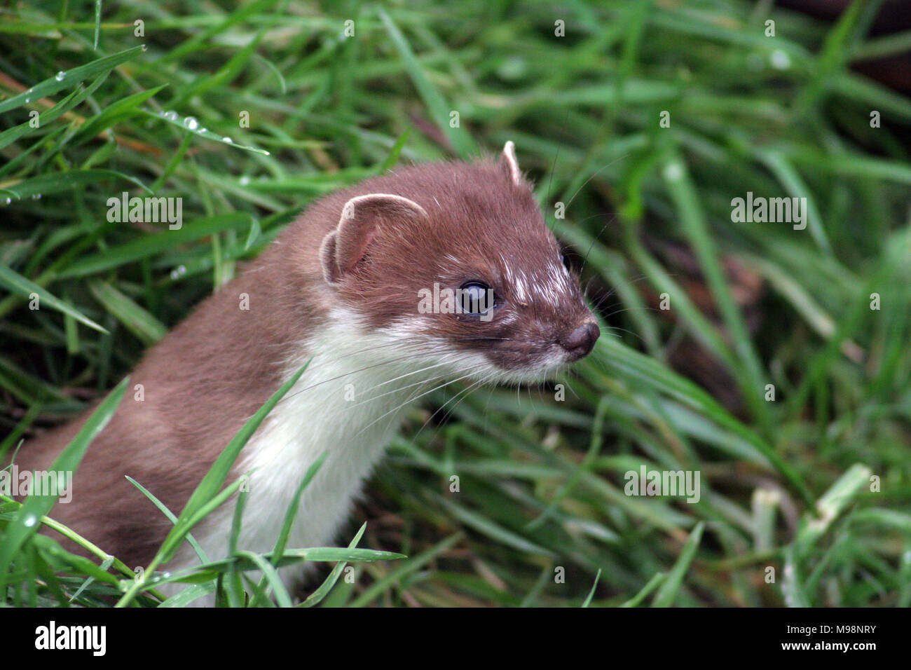 The stoat (or Weasel as it is called in the US) is different to the ...