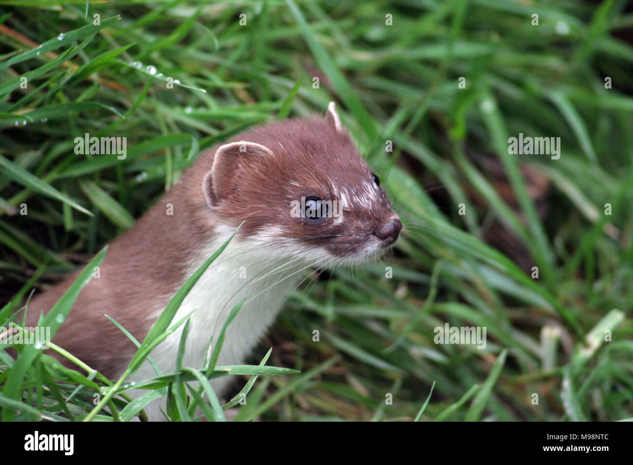 The stoat (or Weasel as it is called in the US) is different to the ...