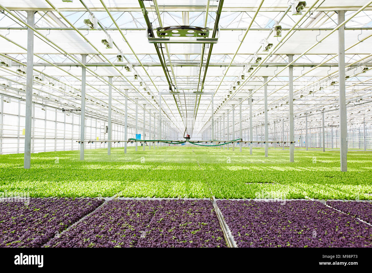 Seedlings in glasshouse Stock Photo Alamy