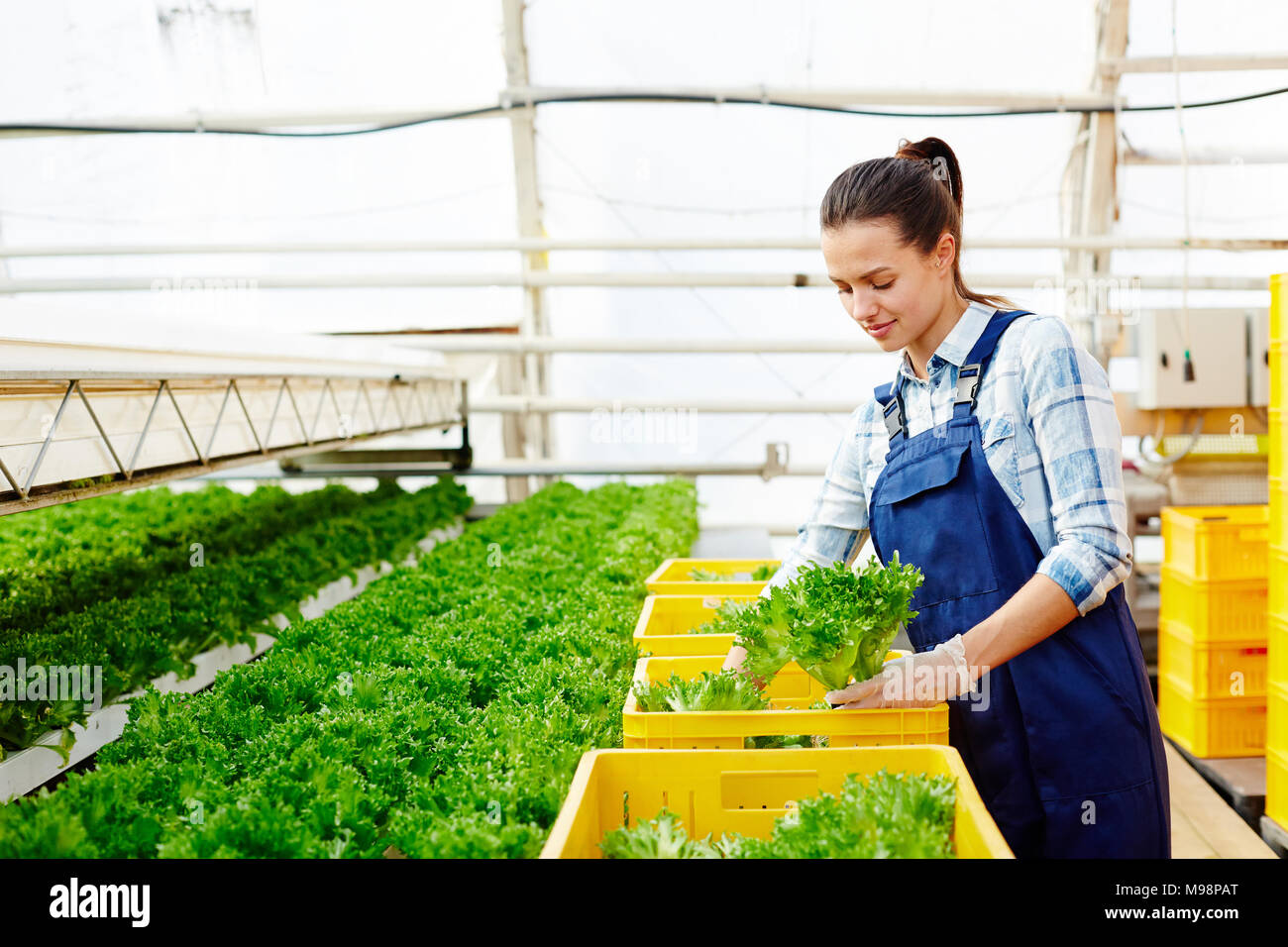 Preparing lettuce for sale Stock Photo Alamy