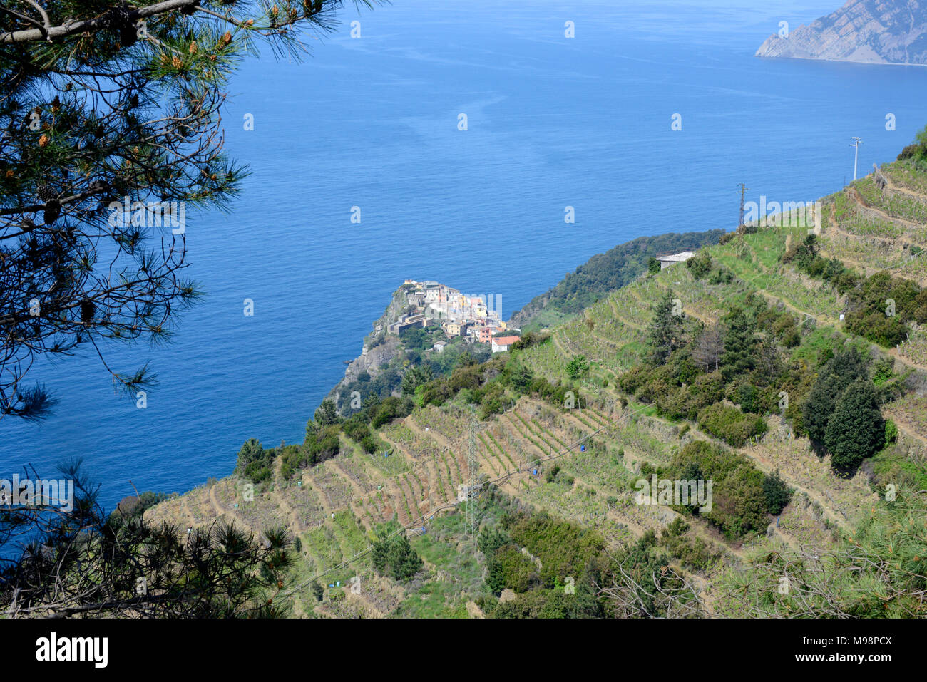Vineyard, wine growing at Corniglia, UNESCO world heritage site, Cinque Terre, Liguria di Levante, Italy, Mediterranean sea, Europe Stock Photo