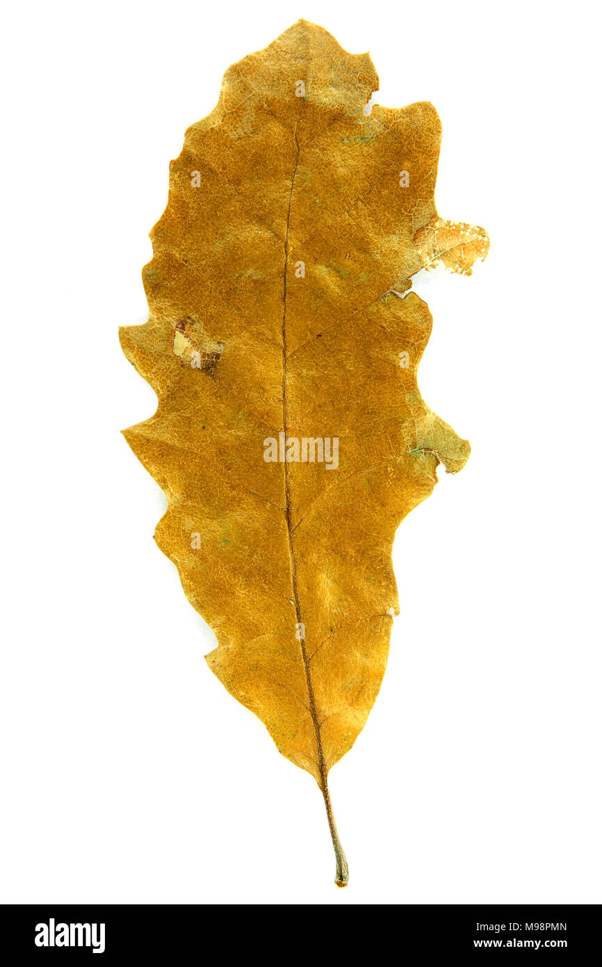 Autumn leaf isolated on the white background Stock Photo - Alamy