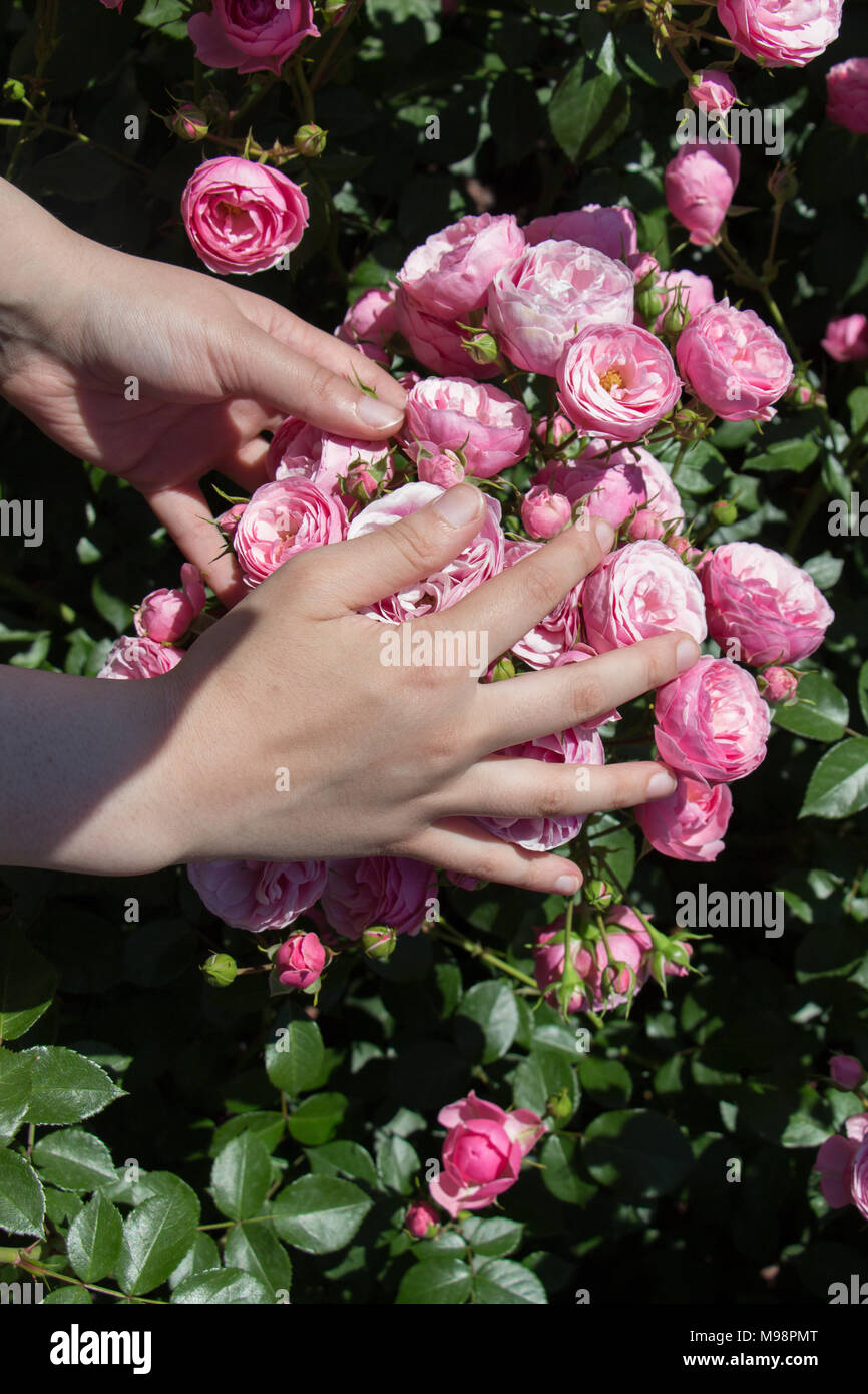 Beautiful fresh roses in hand Stock Photo - Alamy