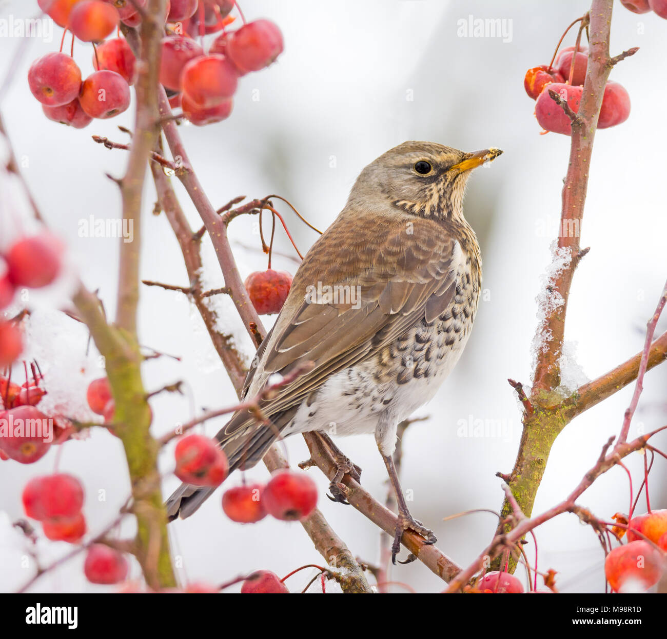 Closeup of a fieldfare bird sitting on a snow covered apple tree Stock Photo