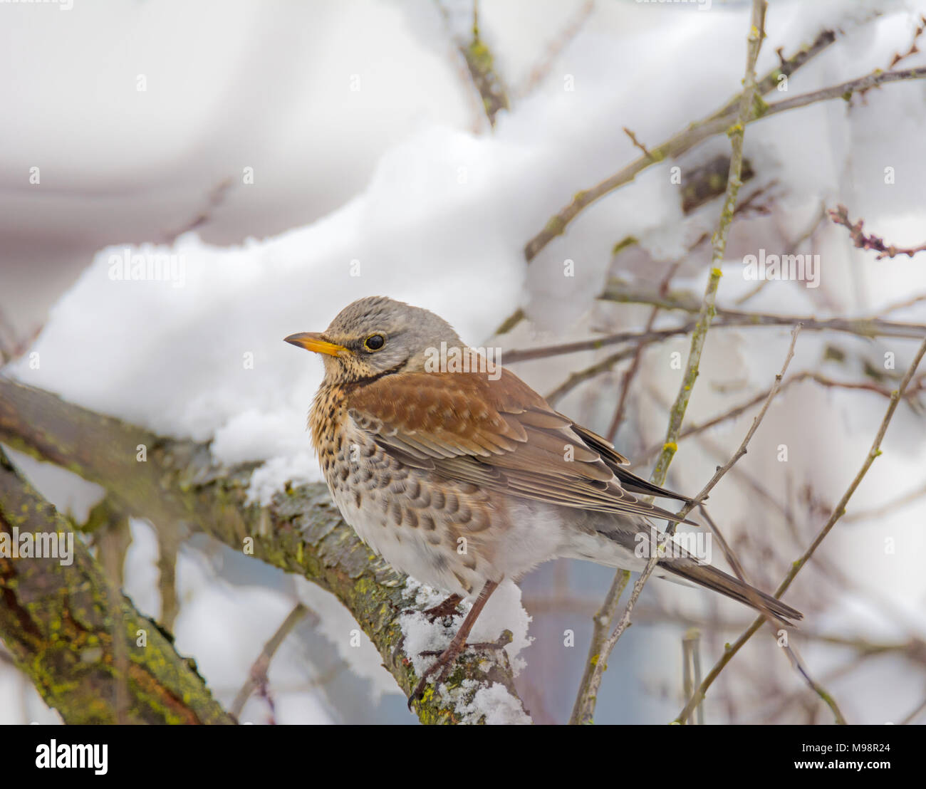Closeup of a fieldfare bird sitting on a snow covered tree Stock Photo