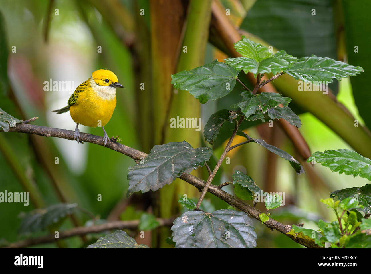 Silver-throated Tanager - Tangara icterocephala, small yellow tanager from Costa Rica. Stock Photo