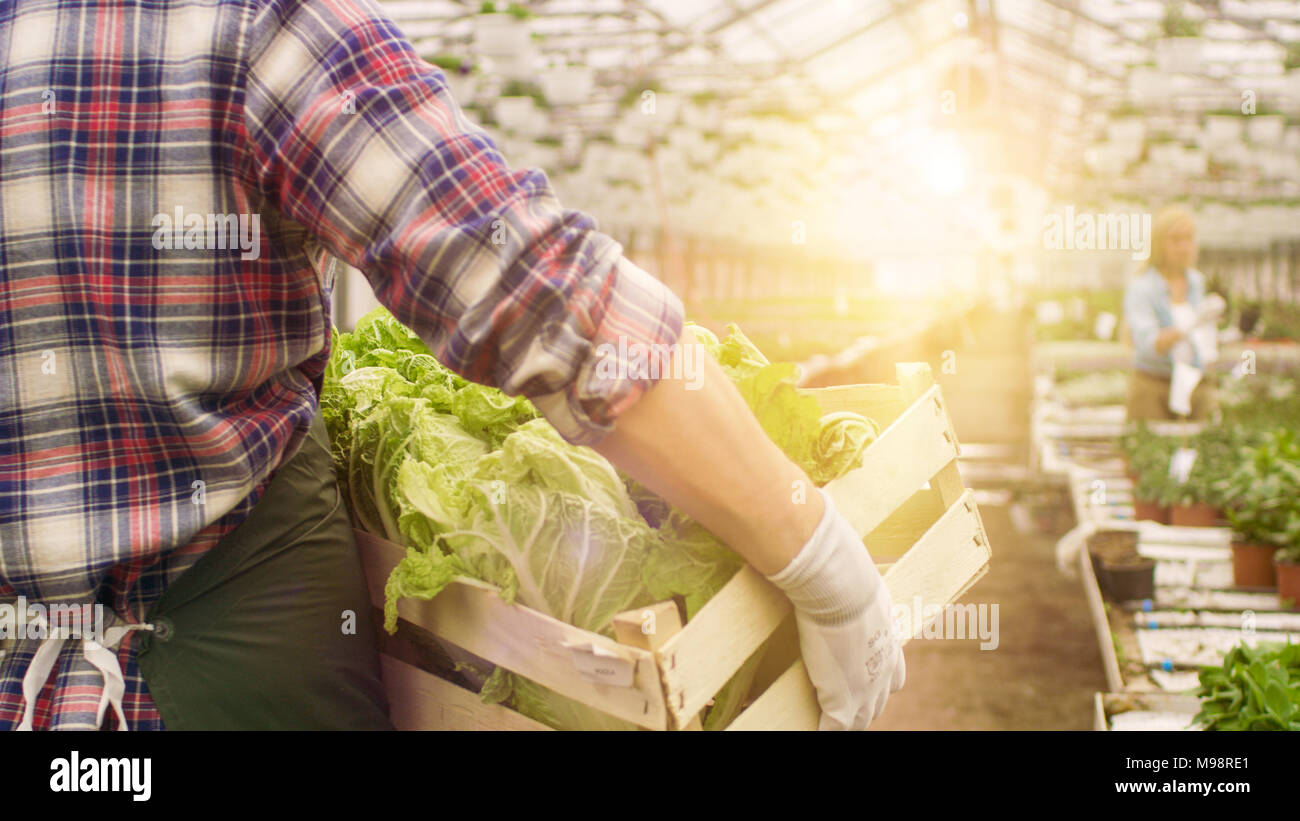 In Big Bright Industrial Greenhouse Farmer Walks with Box of Vegetables through Rows of Growing Plants. Stock Photo
