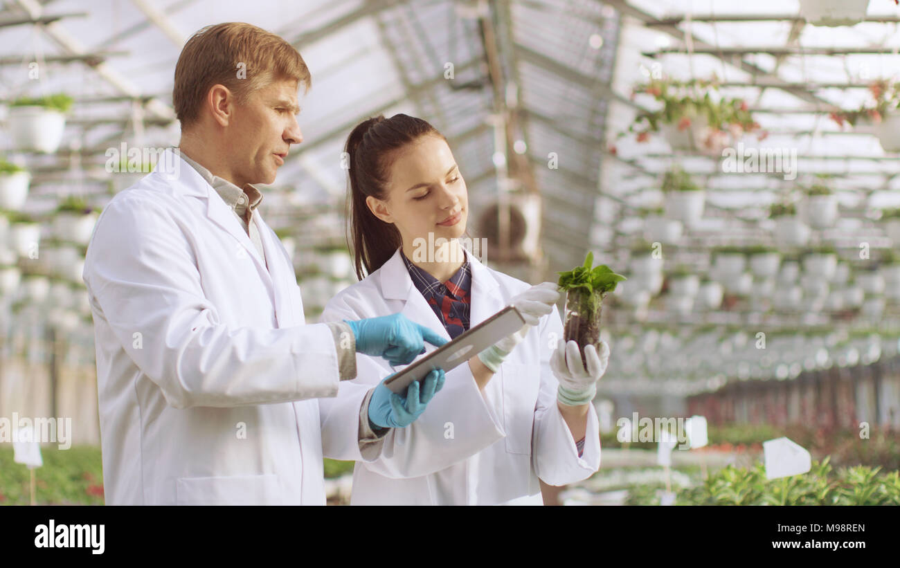 In the Industrial Greenhouse Two Agricultural Engineers Test Plants Health and Analyze Data with Tablet Computer. Stock Photo