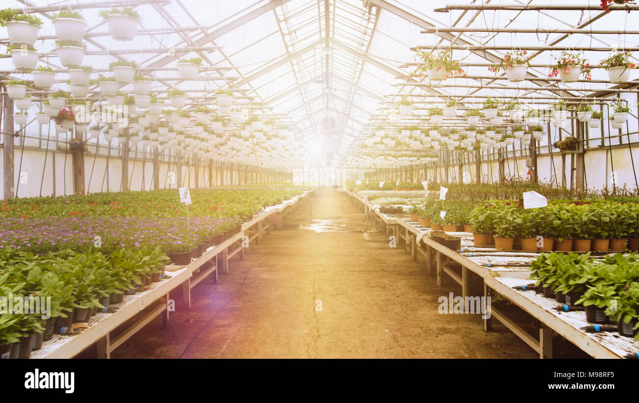 Shot of Rows of Beautiful Flowers and Plants in Sunny Industrial Greenhouse. Large Scale Growing Production. Stock Photo