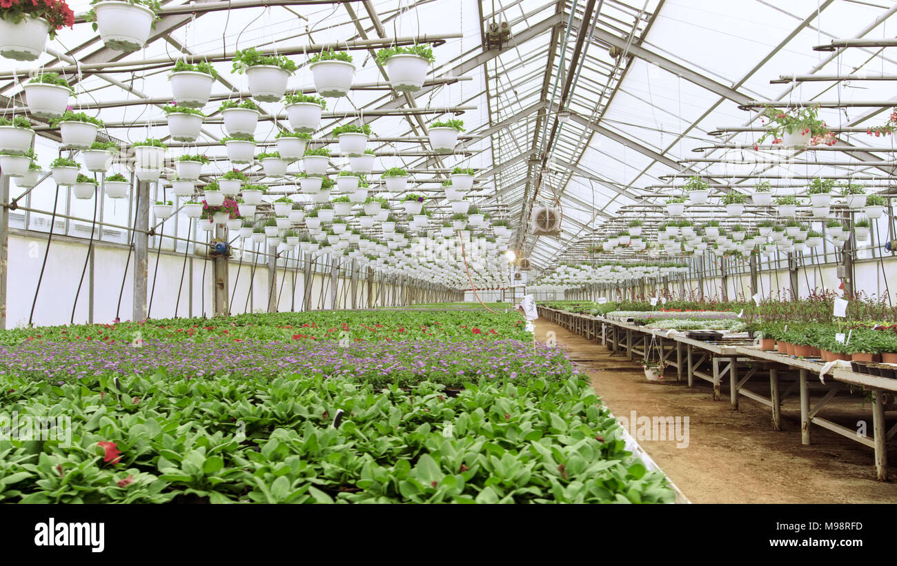 Rows of Beautiful, Rare and Commercially Viable Flowers and Plants Growing in the Sunny Industrial Greenhouse. Big Scale Production Theme. Stock Photo