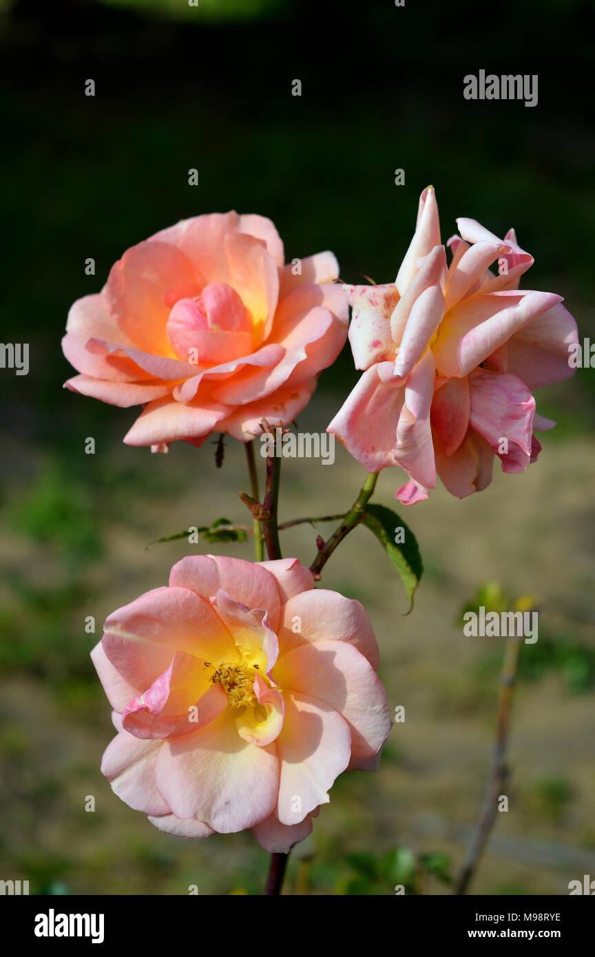 Close up of a Beautiful Pink Roses Branch Stock Photo