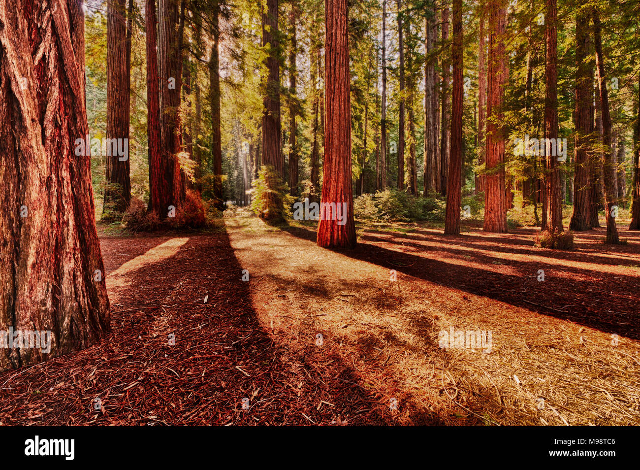 California redwoods with shadows Stock Photo