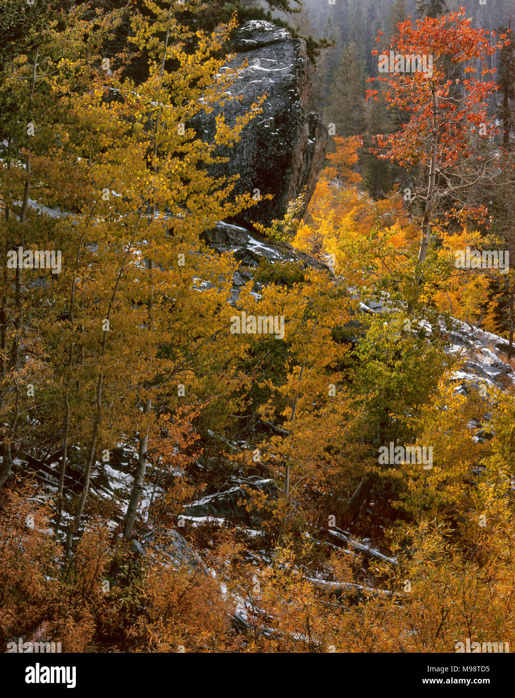 Fall Colors, Jenny Lakes Wilderness, Giant Sequoia National Monument, Sierra Nevada Mountains, California Stock Photo