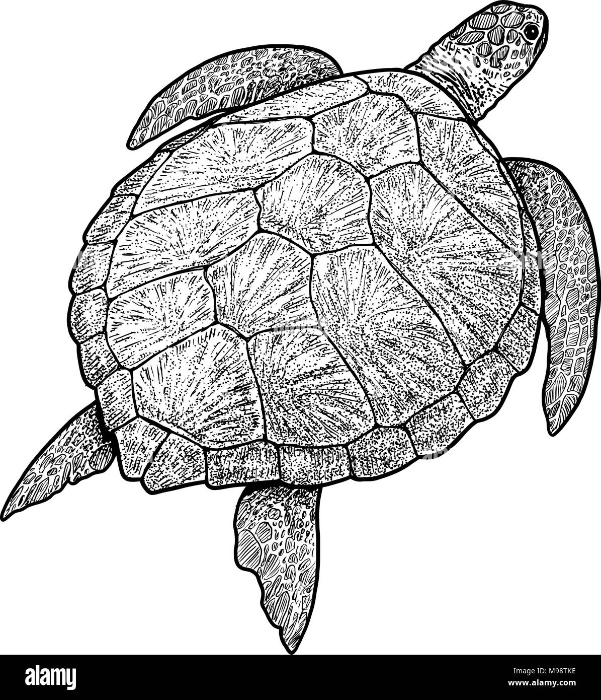Green sea turtle illustration, drawing, engraving, ink, line art, vector Stock Vector